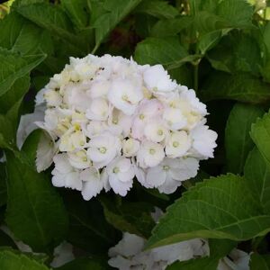 Hydrangea macrophylla 'Madame Emile Mouillère' (H) 80-100 cm